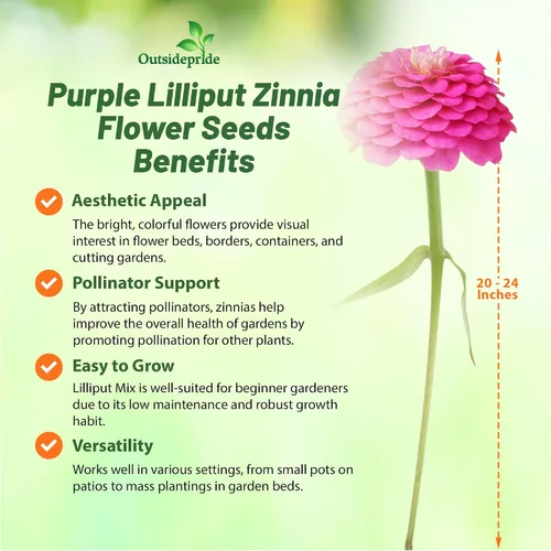 Miniatura 3 de Outsidepride - Zinnia Elegans, 2000 semillas anuales, Lilliput Purple, flores para plantar, color morado