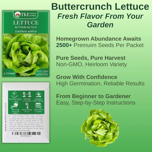 Miniatura 2 de TKE Farms & Gardens - Semillas de lechuga Buttercrunch para plantar, más de 2500 semillas, reliquia, sin OMG, 0.11 oz, jardines interiores