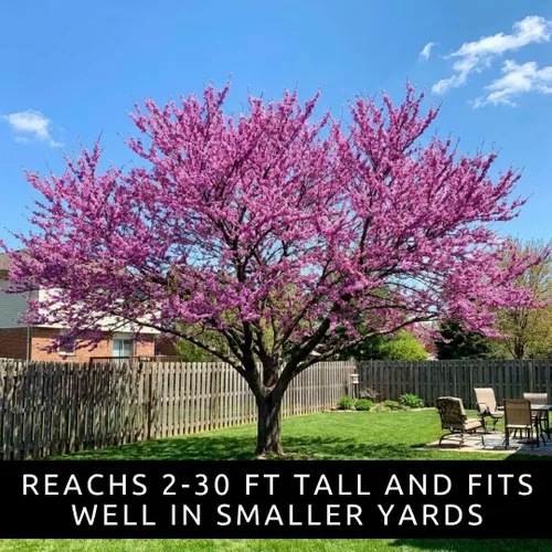 Miniatura 2 de Plántulas de árbol de Redbud oriental para plantar, increíbles flores de primavera rosadas (2 plántulas) - No se envía a California