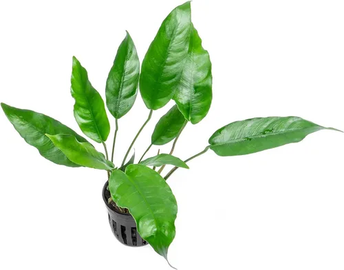 Miniatura 36 de SubstrateSource Plantas vivas – Anubias Hastifolia (Anubias hastifolia) – Luz baja a moderada, hojas en forma de flecha de color verde medio a