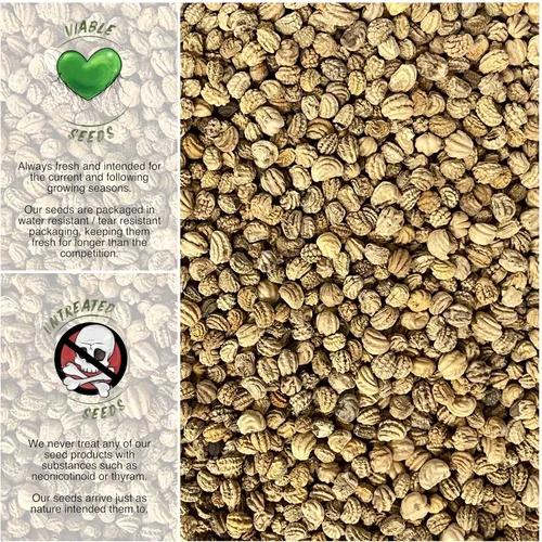 Miniatura 3 de Seed Needs Semillas de Nasturtium de Terciopelo Negro para Plantar - Semillas Herederas No Tratadas y de Polinización Abierta - Flores Comestibles