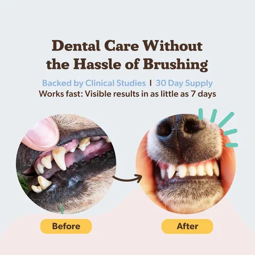 Natural Dog Company Polvo dental para perros – Refresca el aliento y ayuda a reducir la placa y el sarro, suplemento posbiótico natural para la