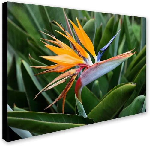 Miniatura 2 de Trademark Fine Art Pájaro del paraíso por Pierre Leclerc - Lienzo decorativo para pared, 22 x 32 pulgadas