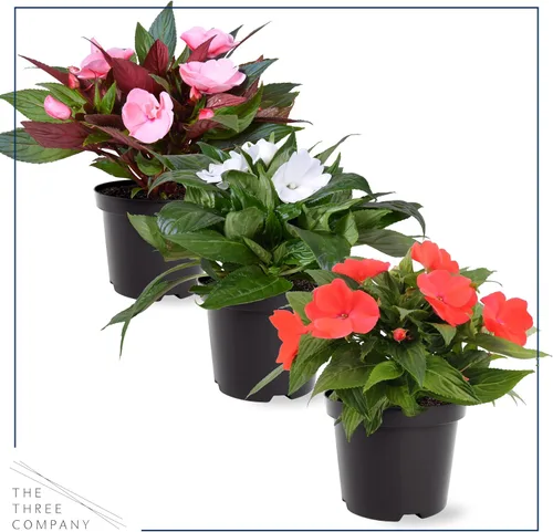 Miniatura 6 de Planta de lisimaquia viva (4 por paquete) y New Guinea Impatiens (3 por paquete) - Plantas con flores y arrastre