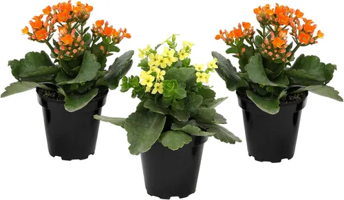 Florist Kalanchoe Plantas suculentas vivas (paquete de 3), suculentas Katy en llamas, fácil cuidado de las plantas, aprox. 7 pulgadas de alto,