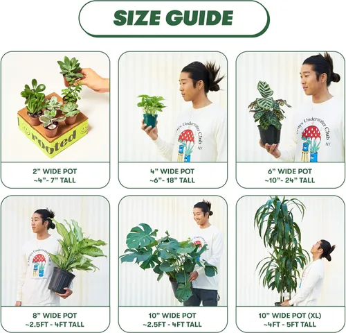 Miniatura 7 de Rooted Planta de dinero china, Pilea Peperomioides, viva, viva en interior, decoración del hogar, fácil de cultivar, fácil de cuidar, jardín al aire