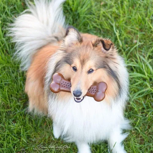 Miniatura 11 de Pet Qwerks Barkbone Flavorit - Hueso con sabor a mantequilla de maní – Superficie rellenable para untes; juguetes resistentes y duraderos