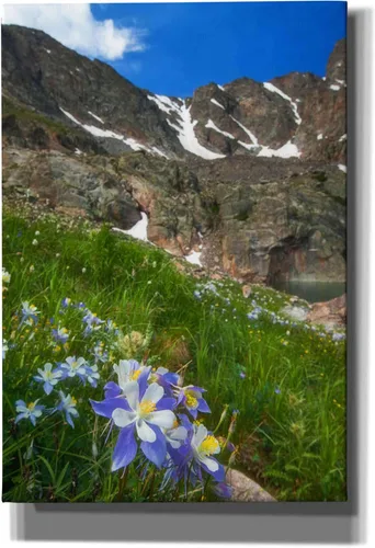 Epic Graffiti 'Alpine Columbine - Parque Nacional de las Montañas Rocosas' por Darren White, arte de pared giclée, 18 x 26 pulgadas