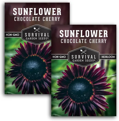 Miniatura 11 de Semillas de girasol de cereza chocolate para plantar Raras flores negras burdeos de 1,8 a 2,1 metros, gigantes sin OMG autóctonas - Semillas