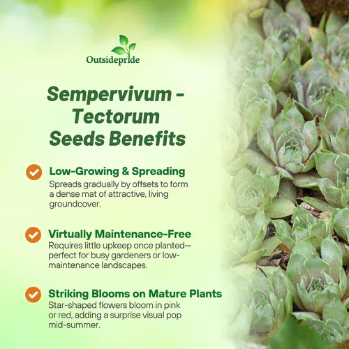 Miniatura 3 de Outsidepride Sempervivum Sempervivum Seeds - 250 semillas de flores perennes con larga temporada de floración y atractivas para los polinizadores