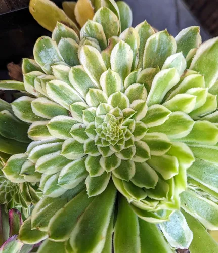 Miniatura 11 de Blissful 5 Rosetas de Aeonium de 2 a 6 pulgadas, raras 5 variedades únicas. Fácil de cultivar, tolerante a la sequía y perfecto para regalos