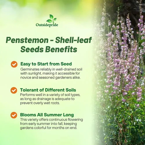 Miniatura 3 de Outsidepride Semillas Penstemon de lengua de barba de hoja de concha para plantar, 2000 semillas de flores perennes con flores aromáticas