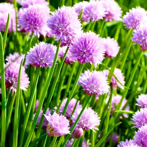 Miniatura 6 de Cebollino Allium schoenoprasum ajo silvestre 100+ semillas
