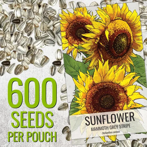 Miniatura 3 de Seed Needs - Semillas de girasol para plantar Mammoth Grey Stripe - Paquete a granel de 1.5 onzas