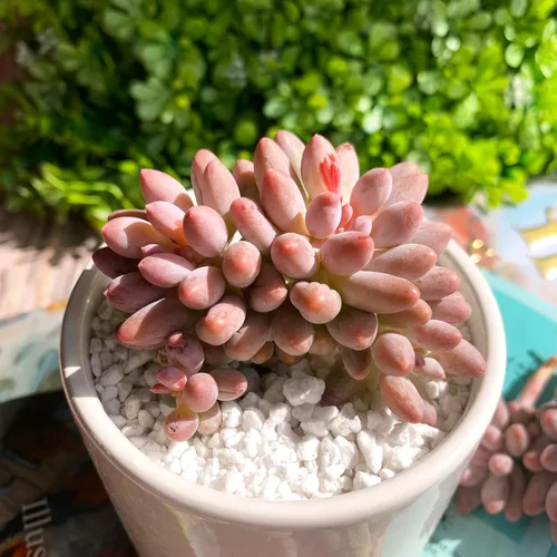 Miniatura 16 de Dudleya Gnoma S.W.McCabe Plantas suculentas raras vivas, 5-7 cabezas de 3.5" Raíz desnuda sin maceta y tierra, decoración para jardín