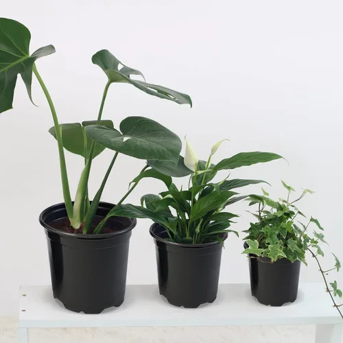 Miniatura 5 de RAOOKIF Paquete de 100 macetas de vivero, 4, 5 y 6 pulgadas, macetas de plástico con agujeros de drenaje, macetas de jardín para trasplante