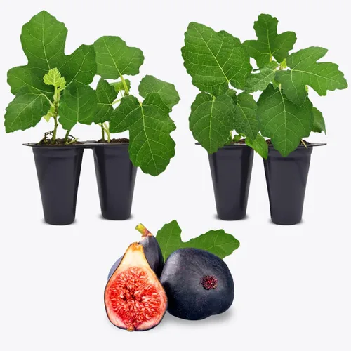 Higuera Black Mission Viva en Venta (Paquete de 4) | Plantas Fáciles de Cultivar | Planta de Fruta Comestible para Vida Sostenible | Cultiva tu