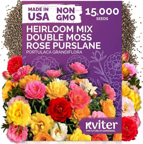 Miniatura 47 de KVITER 1600 semillas de pensamiento de los gigantes suizos para plantar (Viola wittrockiana) - Paquetes de semillas de colores mixtos Flores