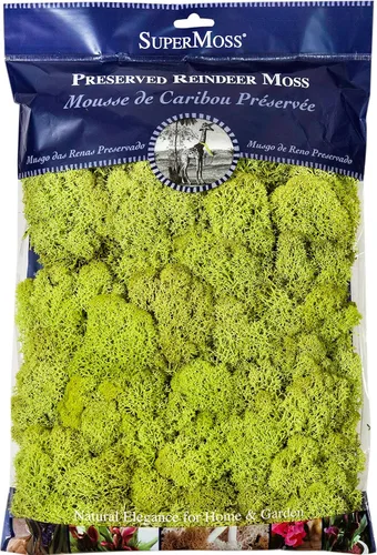 Super Moss 21669 - Musgo de reno preservado, Chartreuse, 8 onzas (200 pulgadas cúbicas)
