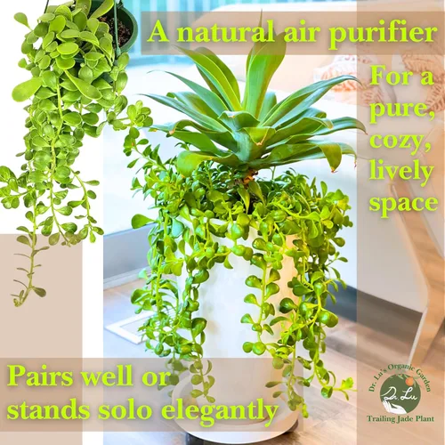 Miniatura 6 de Planta de jade colgante orgánica de Dr. Lu Planta de jade rara Plantas suculentas vivas Plantas purificadoras de aire para interior Plantas