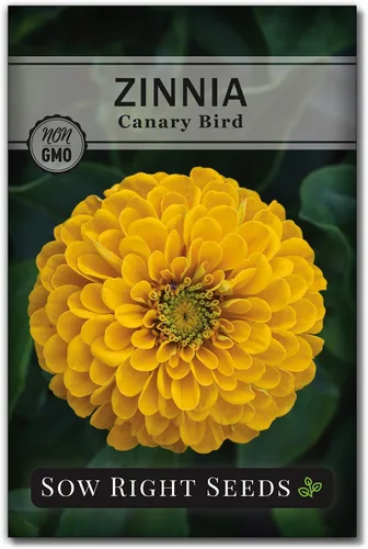 Sow Right Seeds - Semillas de zinnia de ave canaria para plantar - Paquete de reliquia sin OMG para plantar y cultivar - Flores anuales amarillas