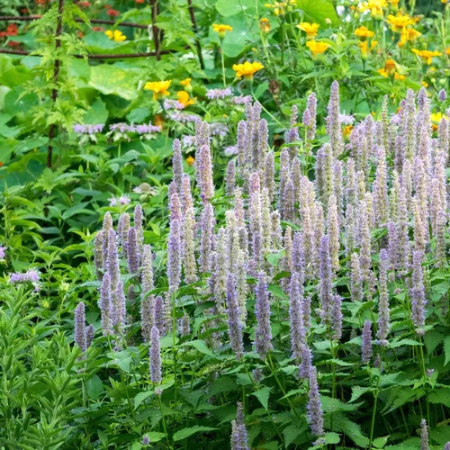 Eden Brothers Semillas de hisopo - Giant Lavender Blue
