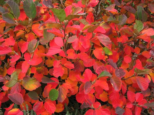 Fothergilla Gardenii - Flores de primavera y color otoñal - Planta viva enviada de 2 a 3 pies de alto por DAS Farms