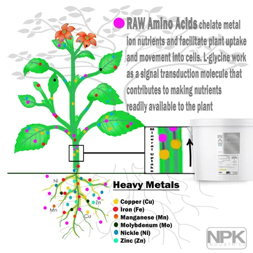 Miniatura 2 de RAW Aminoácidos: suplemento nutritivo vegetal prémium