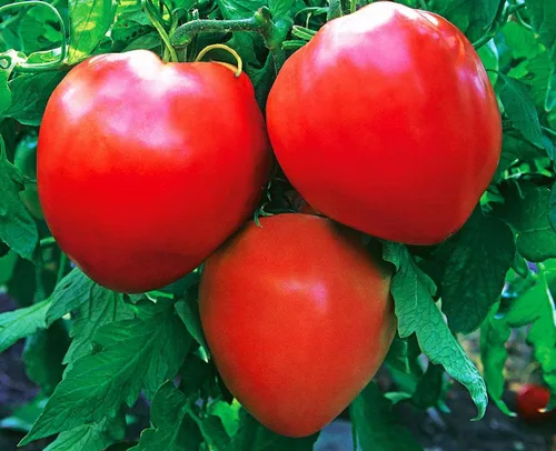 Miniatura 2 de Semillas Tomate Toros Corazones Verduras rojas para plantar sin OMG