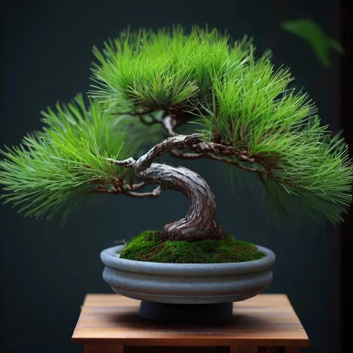 Miniatura 2 de Pinus densiflora (pino rojo japonés) Semillas de árbol, forma atractiva, follaje verde oscuro, semillas de MySeeds.Co, usted elige