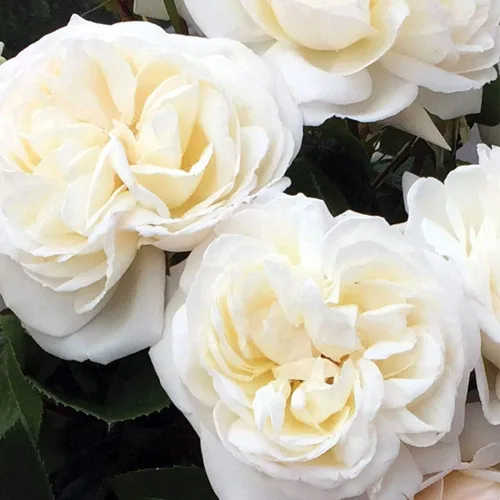 Miniatura 2 de Rosas arbustivas tradicionales, planta de raíz propia viva para jardín al aire libre, oro blanco, muy fragantes, zonas de rusticidad: 6-9, floración