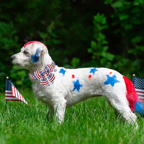 Miniatura 4 de Collar patriótico para perro con pajarita, collar de perro con lazo para el 4 de julio, collar de bandera estadounidense para perros medianos