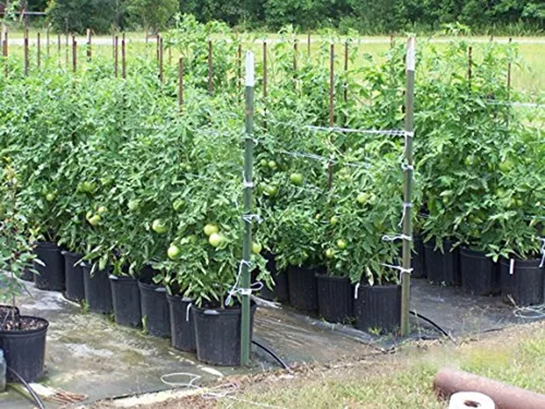 Miniatura 7 de Guita de jardín para atar tomate de 6300 pies