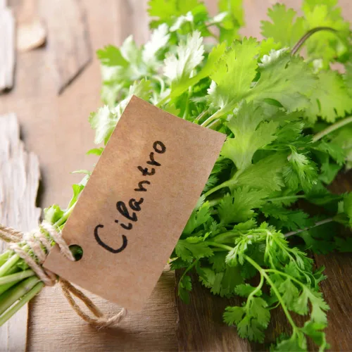 Miniatura 6 de Semillas de cilantro (Ocio) (300 Semillas)