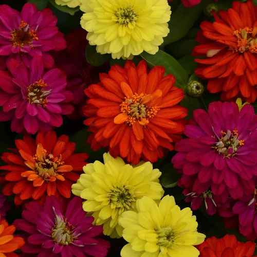 Miniatura 7 de Outsidepride - Zinnia, 100 semillas anuales, Marylandica Zahara Double Brilliant Flower Seed Mix, mezcla de semillas de flores para plantar