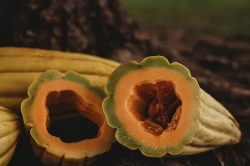Miniatura 3 de Melón de plátano - 25 semillas - Variedad de reliquia y polinizada abierta, dulce y fácil de cultivar, semillas de frutas y verduras sin OMG