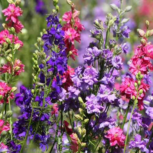 Delphinium Giant Imperial Larkspur 300 Seeds (Delphinium consolida) reliquia - Polinizado abierto