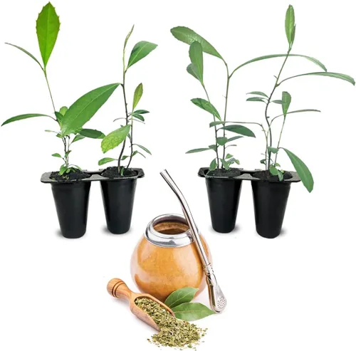 Miniatura 4 de Planta de té Camelia (paquete de 4) Planta viva real a la venta Perfecta para los amantes del té Resistente y fácil de cultivar para plantar