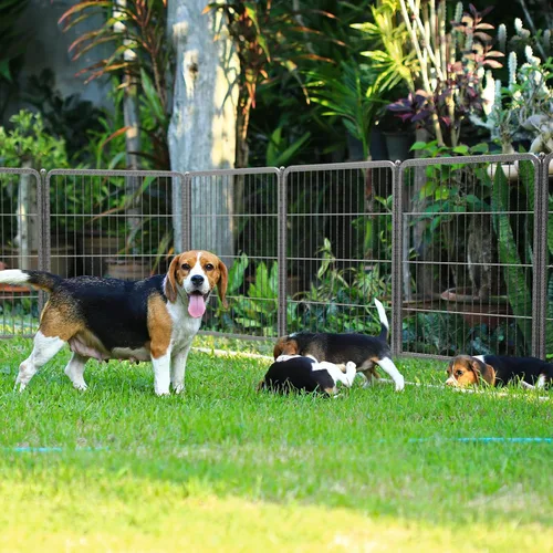 Miniatura 2 de FXW Aster - Corralito para perros diseñado para patio, 32 pulgadas, 16 paneles