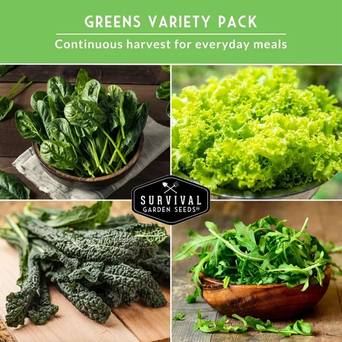 Miniatura 6 de Survival Garden Seeds Colección 5 Verduras Bóveda de Semillas – Cultiva Vegetales de Hoja Verde Reliquia Sin OGM – Espinaca Viroflay, Rúcula, Col