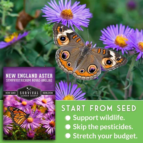 Miniatura 4 de Semillas de Jardín de Supervivencia - Semillas de Áster de Nueva Inglaterra para Plantar Flor Silvestre Perenne Púrpura Nativa Imán de Mariposas