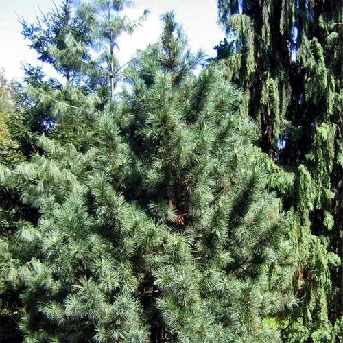 Miniatura 7 de Pinus koraiensis (Pino coreano) Semillas de árbol, de crecimiento lento, piñones comestibles, semillas de MySeeds.Co, elige la cantidad (0.5 oz)