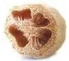 Esponja de calabaza Luffa Great Heirloom Vegetable de Seed Kingdom BULK 1 libra de semillas