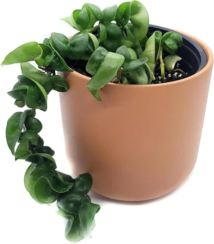 Miniatura 2 de Hoya Hindu Rope Planta de interior viva de 4 pulgadas en maceta o Hoya Carnosa Compacta Easycare Plant Purificador de aire natural Cultivado