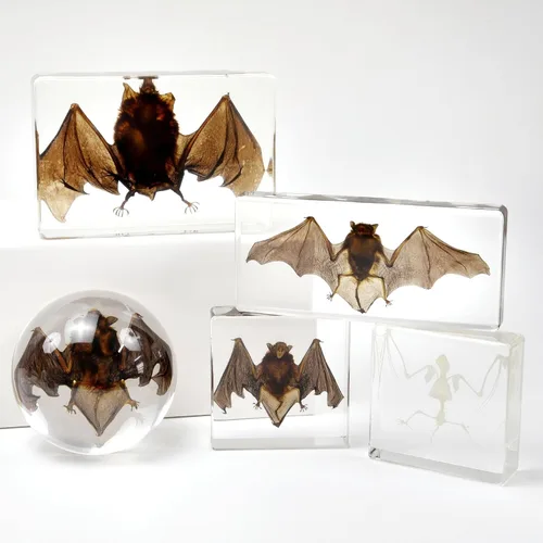 Miniatura 4 de Especímenes de murciélago reales, especímenes de animales de resina, cráneos de animales, peculiaridades, biología, para entusiastas de muestras