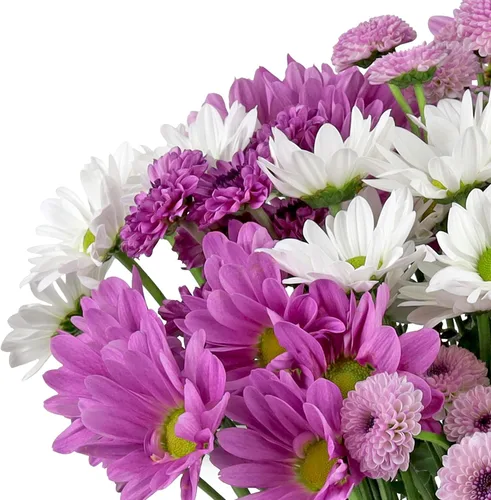 Miniatura 2 de Benchmark Bouquets - Margaritas moradas - Flores frescas para el parto - Flores del Día de la Madre para mamá - Regalos del día de la madre