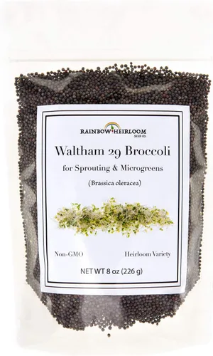 Miniatura 7 de Semillas de brócoli para germinado y microverdes Variedad Waltham 29 Semillas sin OMG y de legado Bolsa resellable de 1.13 kg (40 oz) al por