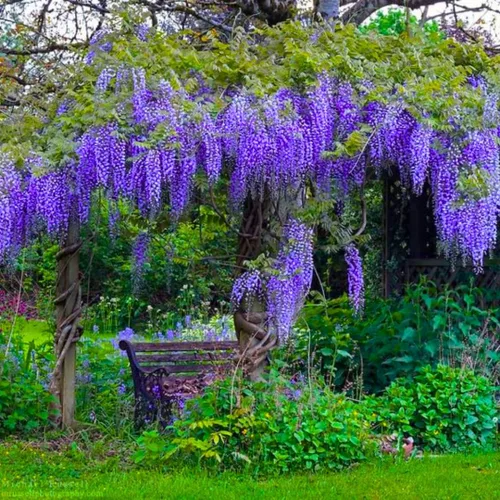 Blue Wisteria Tree - Planta viva de 6 a 9 pulgadas de alto, planta viva de glicina de 2,5 pulgadas, florece todo el verano
