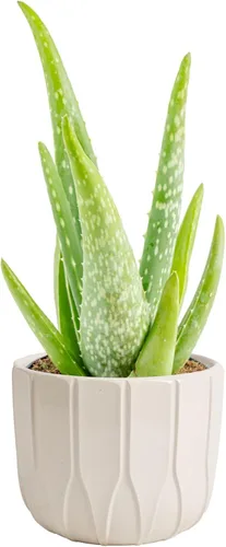 Miniatura 11 de Costa Farms Planta de aloe vera, suculenta viva, planta de interior de fácil cuidado en maceta de cultivo, purificador de aire de habitación, mesa