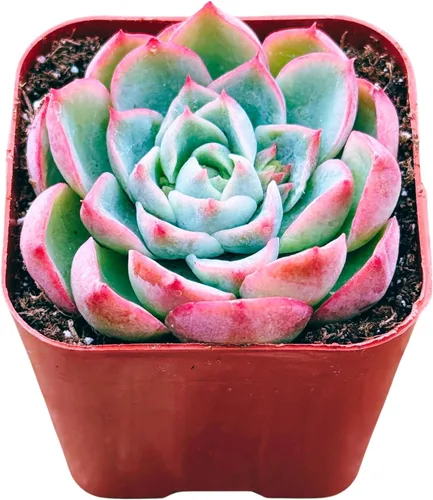 Miniatura 11 de Suculentas plantas vivas de 2 pulgadas, Planta rosario variegada, minisuculentas, plantas de interior de fácil cuidado enraizadas en mezcla